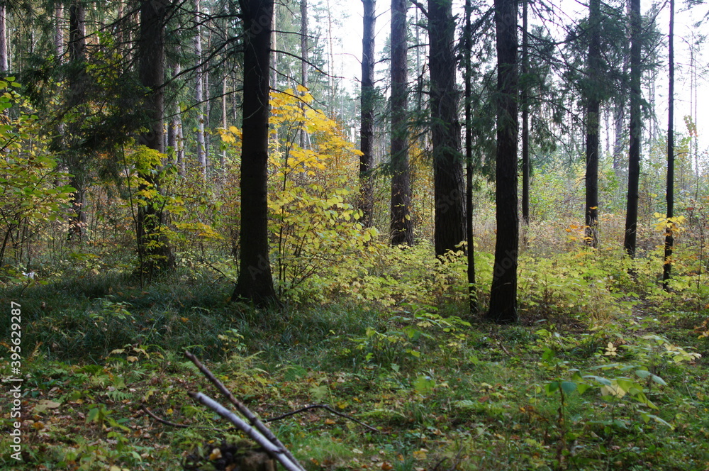 Obraz premium autumn landscape in the forest or park