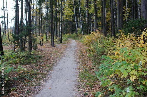 autumn landscape in the forest or park