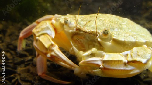 Swimming crab (Macropipus holsatus) eating mussel meat, Black Sea photo