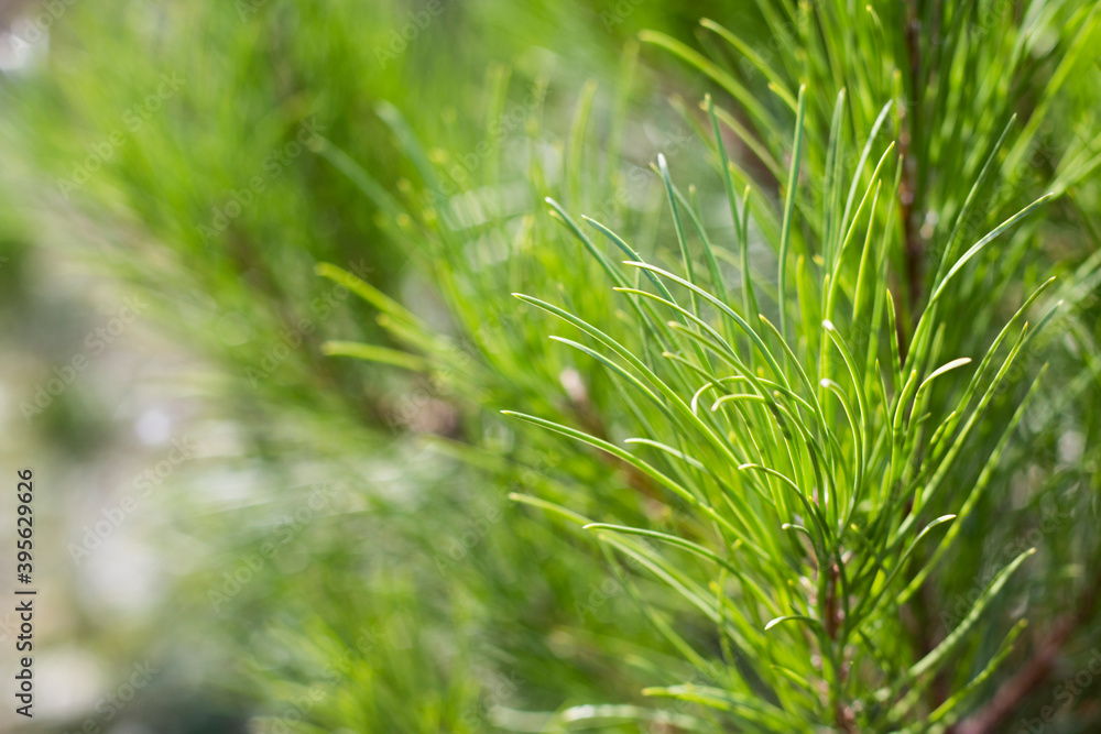 Evergreen tree branches lit by the sun. Spruce branches. Evergreen tree branches lit by the sun. Spruce branches.