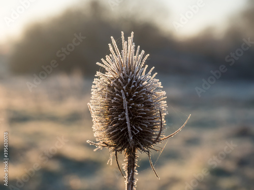 Teasel Seed Head and Frost