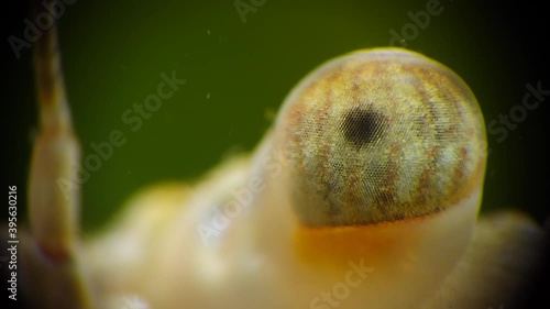 Macro videography, faceted crab eye Swimming crab (Macropipus holsatus), Black Sea photo