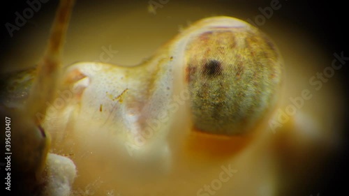 Macro videography, faceted crab eye Swimming crab (Macropipus holsatus), Black Sea photo