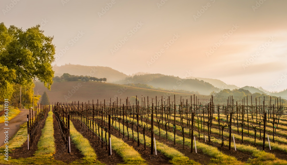 A vineyard in spring with low clouds in the mountains at sunset.