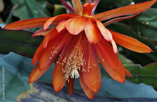 Closeup shot of a blooming Epiphyllum flower in the greenery photo