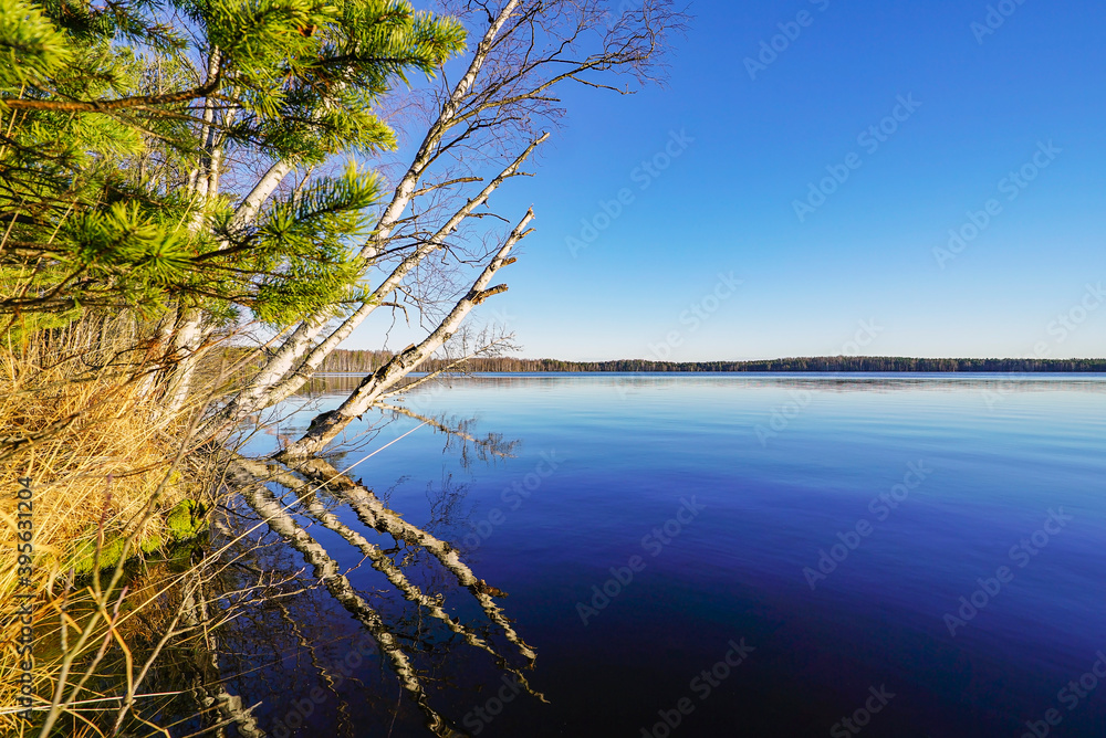 White birches on the lake shore are reflected in the mirror surface.