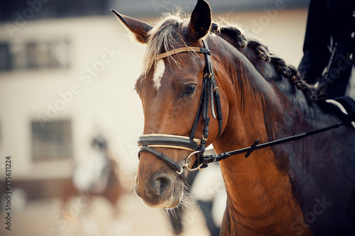 Equestrian sport. Portrait sports red stallion in the bridle. Horseback riding. © Azaliya (Elya Vatel)