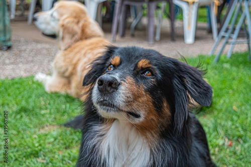 Attentive dog looking to the left