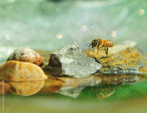 Honey bee sitting on rock in back garden bird bath taking a drink of water