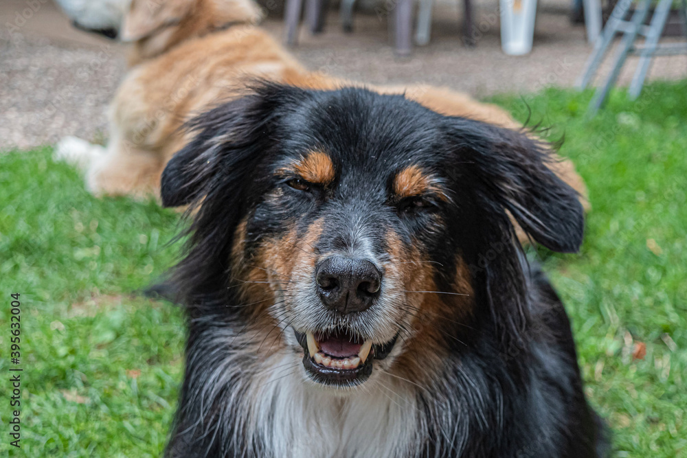 Smiling dog