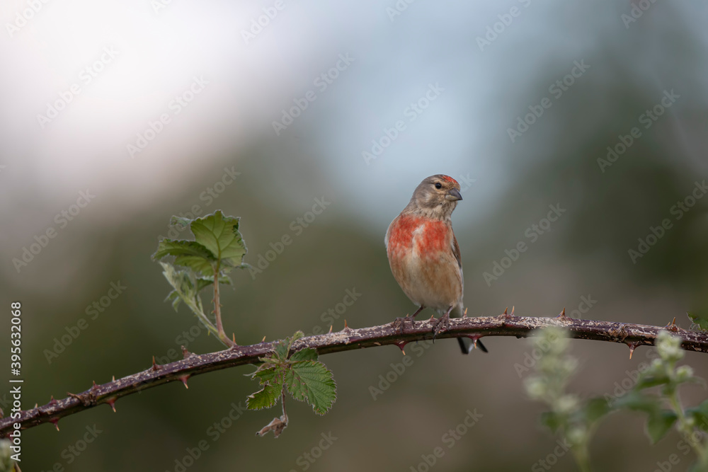 Linotte mélodieuse Linaria cannabina Linotte mélodieuse Linaria cannabina