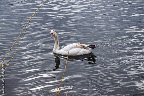 Swan floating down a river