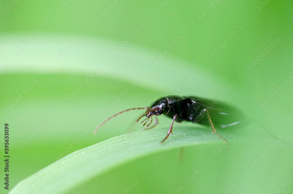 Zabrus tenebrionidae Zabre des céréales Zabrus tenebrionidae Zabre des céréales
