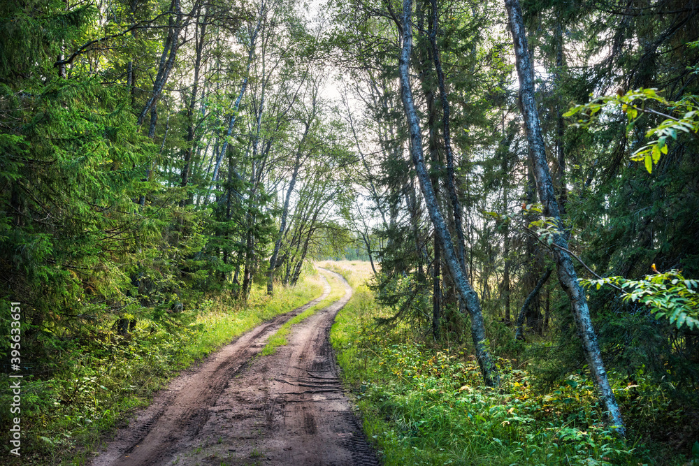 Obraz premium The road through the northern forest on Anzer Island (Solovetsky Islands)