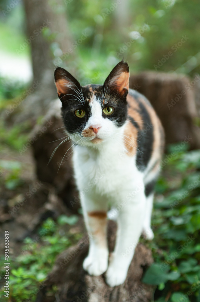 Gatto curioso, in giardino storico fiorentino