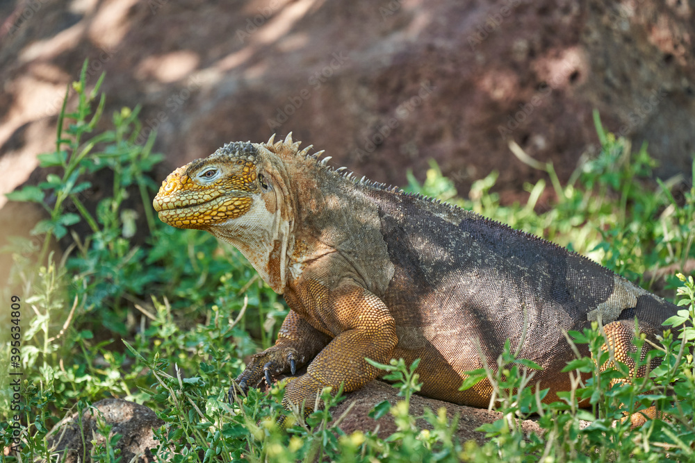 Galapagos land iguana, Conolophus subcristatus. in its natural habitat. A yellow lizard looking like a small dragon or dinosaur. Galapagos islands, Ecuador Galapagos land iguana, Conolophus subcristatus. in its natural habitat. A yellow lizard looking like a small dragon or dinosaur. Galapagos islands, Ecuador