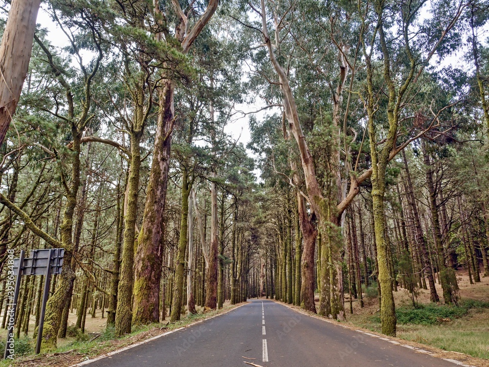 Obraz premium Forest in Tenerife