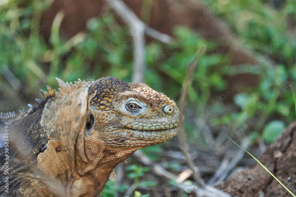 Obraz premium Galapagos land iguana, Conolophus subcristatus. in its natural habitat. A yellow lizard looking like a small dragon or dinosaur. Galapagos islands, Ecuador