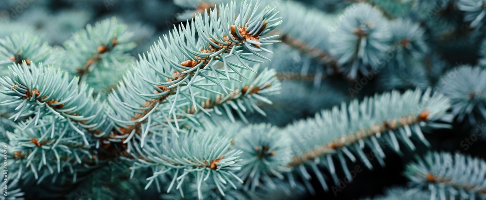 Blue spruce banner. Coniferous tree. Nature, Christmas, New Year, seasonal concept. Selective focus.