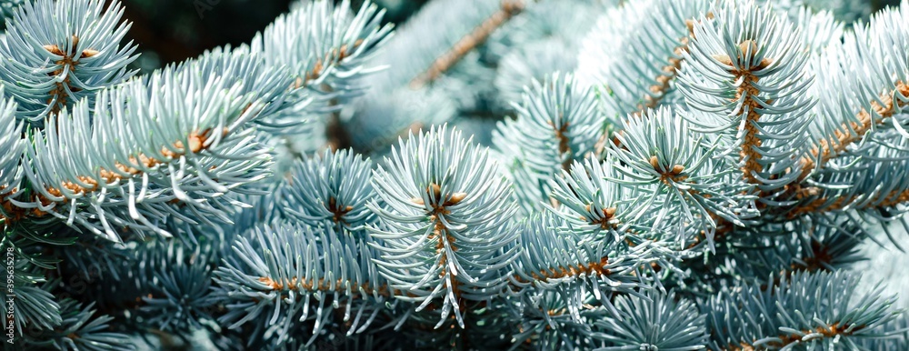 Blue spruce banner. Coniferous tree. Nature, Christmas, New Year, seasonal concept. Selective focus.
