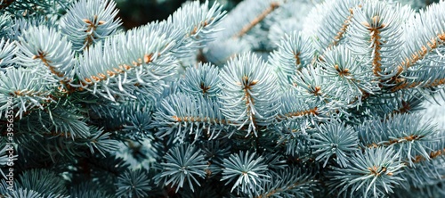 Blue spruce banner. Coniferous tree. Nature  Christmas  New Year  seasonal concept. Selective focus.