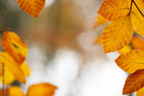 Herbstlicher Hintergrund mit gelb-orangen Blättern