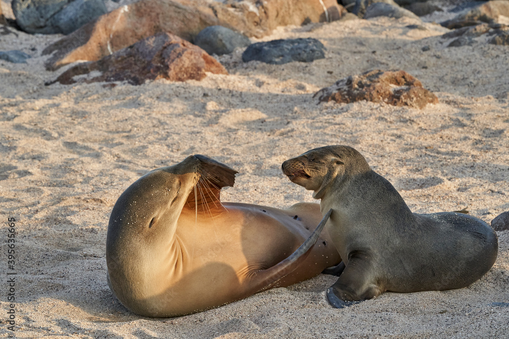 Fototapeta premium Galápagos sea lion, Zalophus wollebaeki, smallest sea lion species. Female and pup lying on the sandy beach of the Galapagos Islands, Ecuador, South America 