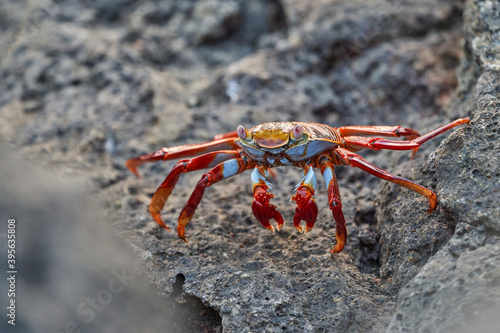 red rock crab , Grapsus grapsus, also known as Sally Lightfoot crab sitting on the lava rocks of the galapagos islands, Ecuador, South America