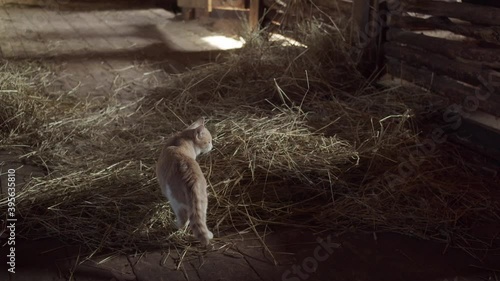 Cute kitten went to the stable and looks at the horse eating hay in his stall