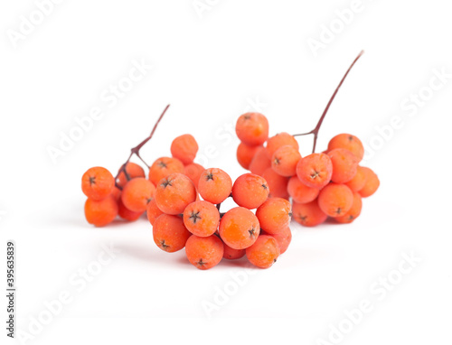 bunches of red mountain ash isolated on white background