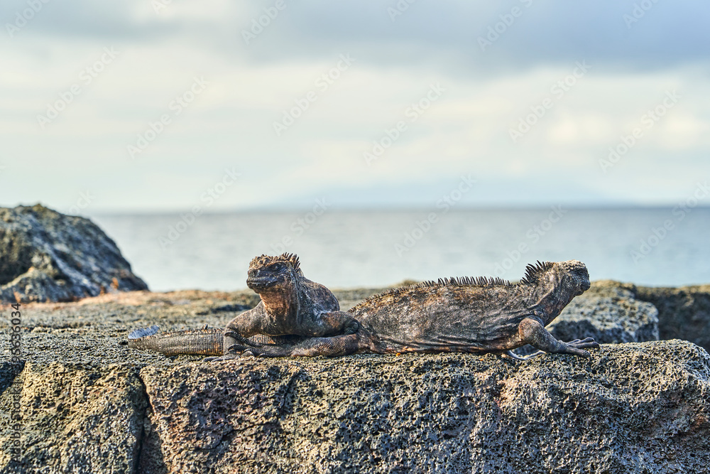 marine iguana, Amblyrhynchus cristatus, also sea, saltwater, or Galápagos marine iguana sitting on the lava rocks of the galapagos islands soaking up the sun marine iguana, Amblyrhynchus cristatus, also sea, saltwater, or Galápagos marine iguana sitting on the lava rocks of the galapagos islands soaking up the sun