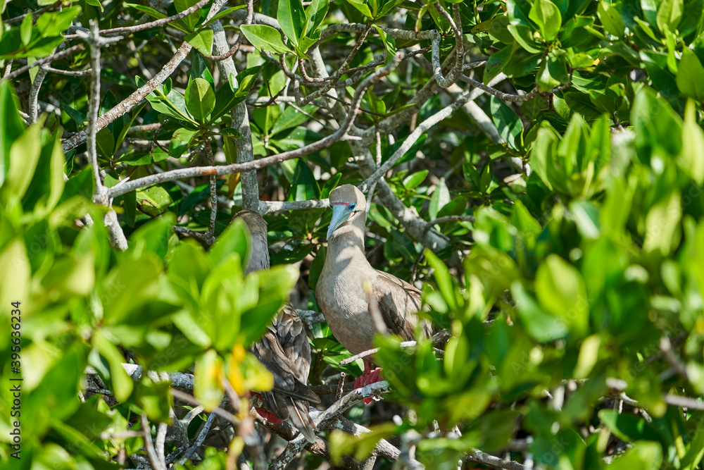 Adult red footed booby, Sula sula, is a large seabird, native to the Galapagos islands, sitting in the natural habitat. Ecuador, South America