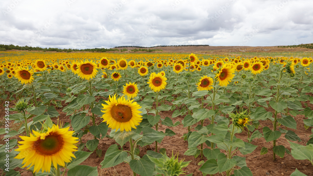 Fototapeta premium Campo de girasoles en Aguilar de Campoo, Palencia, España