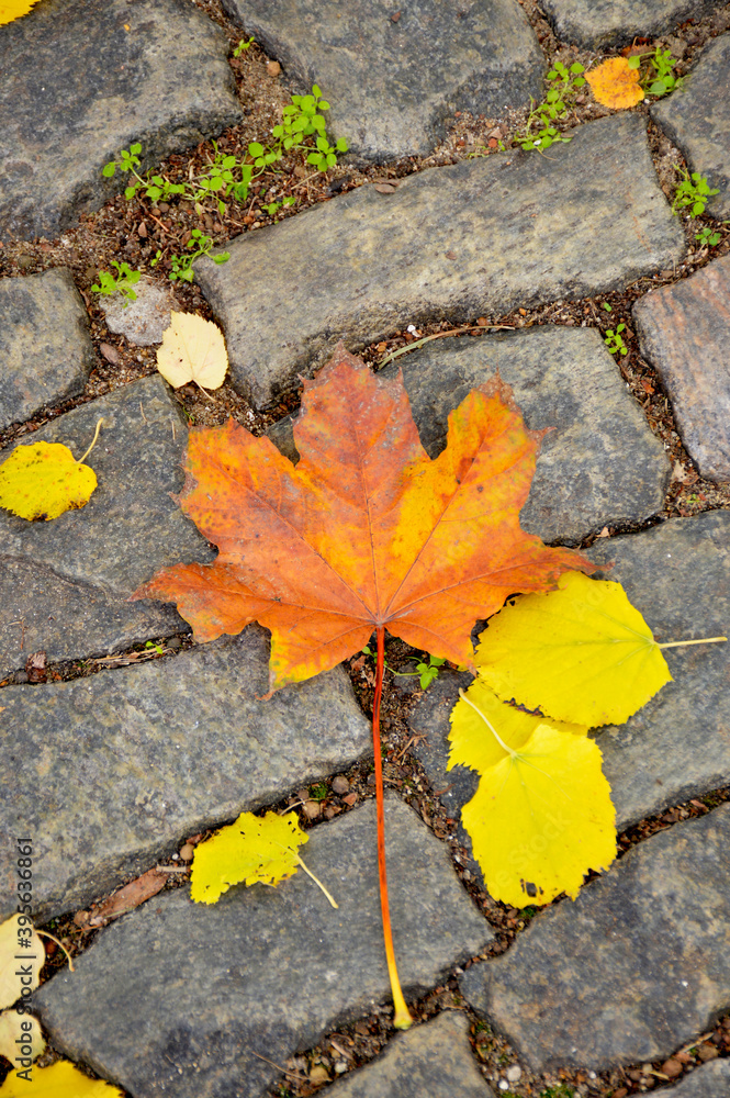 an autumn maple leaf of a bright orange color lies on a gray cobblestone