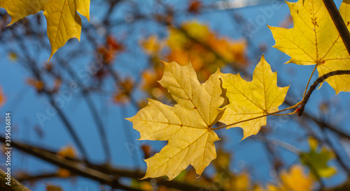 Golden Maple leaves on tree branch in autumn. Yellow Acer leaves with blue sky in the background.
