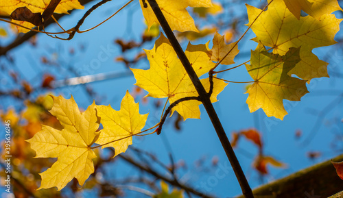 Golden Maple leaves on tree branch in autumn. Yellow Acer leaves with blue sky in the background.