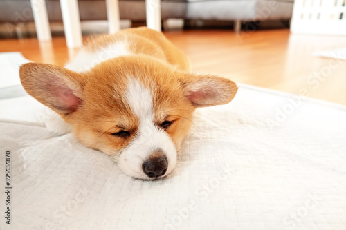 Welsh Corgi Pembroke laying on absorbent sheet at home interior. Dog and puppy pee. Potty training pads for pets.