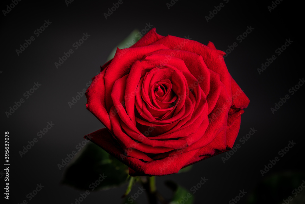 red rose red rose