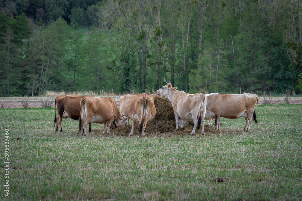 Heiligenstein, France - 09 01 2020: Herd of Jersey cows in a field grazing hay
