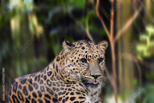 Eyeing a Leopard
