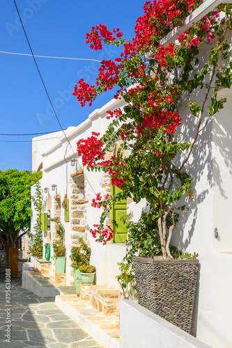 Blooming bougainvillea flowers on street in the town of Chora on the island of Folegandros. Cyclades, Greece