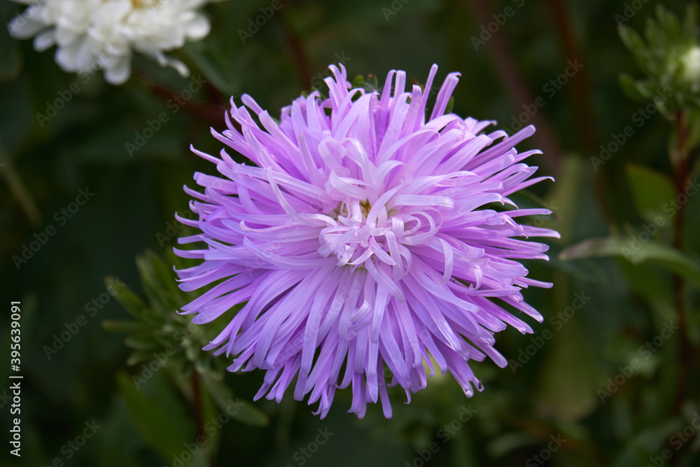 Obraz premium aster