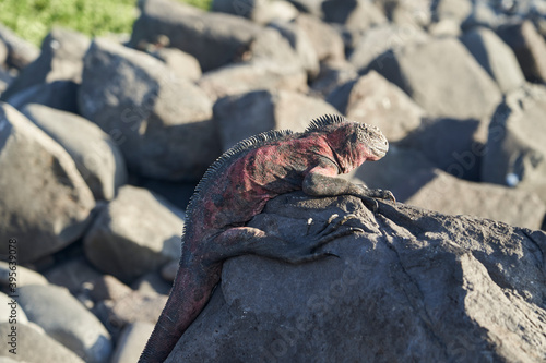marine iguana, Amblyrhynchus cristatus, also sea, saltwater, or Galápagos marine iguana sitting on the lava rocks of the galapagos islands soaking up the sun