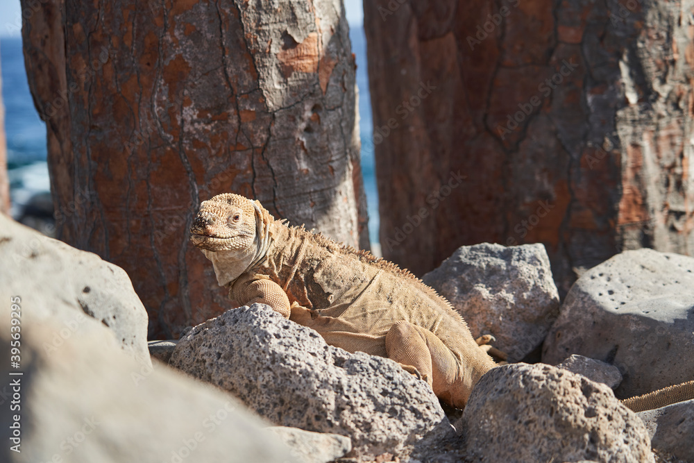 Galapagos land iguana, Conolophus subcristatus. in its natural habitat. A yellow lizard looking like a small dragon or dinosaur. Galapagos islands, Ecuador Galapagos land iguana, Conolophus subcristatus. in its natural habitat. A yellow lizard looking like a small dragon or dinosaur. Galapagos islands, Ecuador
