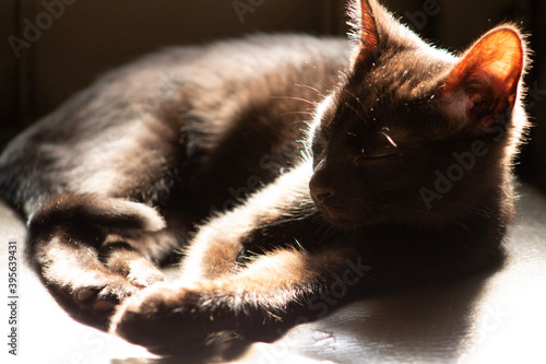portrait of a cat
