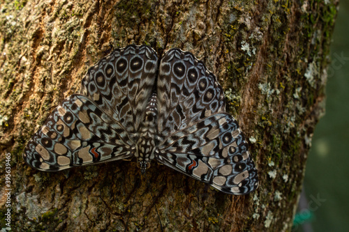 close up of a tree