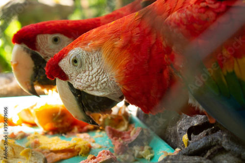 red and yellow macaw
