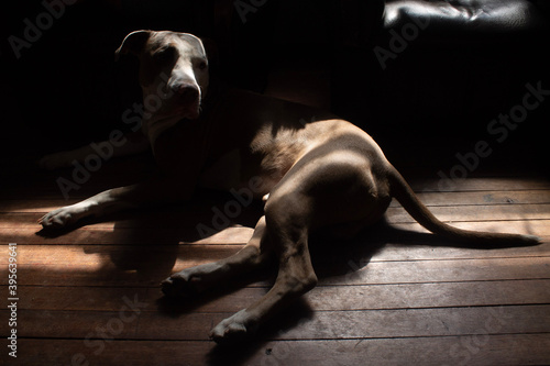 dog and cat