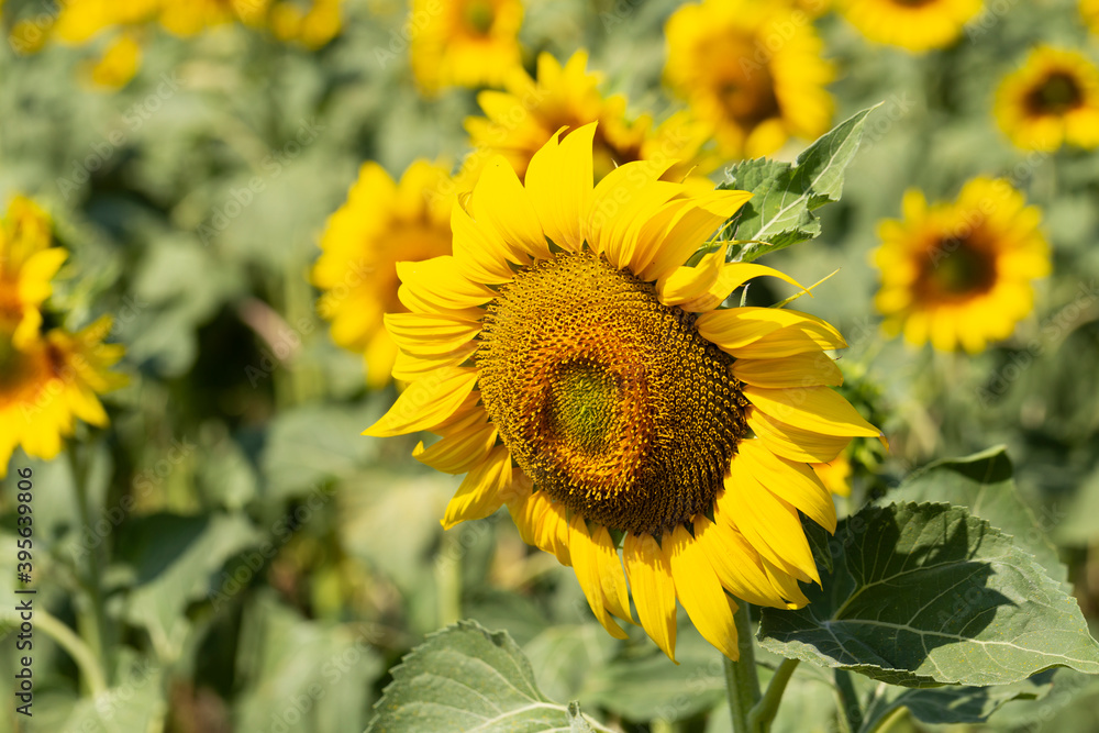 Sunflower Flower Blossom. Field of Golden sunflowers, illuminated by the midday sun. Sunflower Flower Blossom. Field of Golden sunflowers, illuminated by the midday sun.