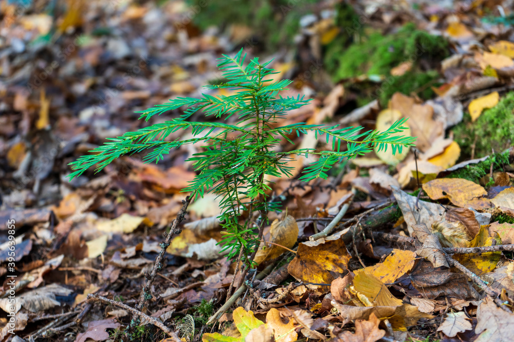 Waldboden im Herbst | Neues Leben